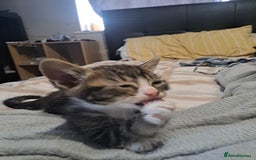 Mixed Breed cats for sale: Kittens - Image 2
