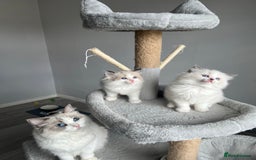 Ragdoll cats for sale: Registered Ragdoll kittens for sale - Image 12