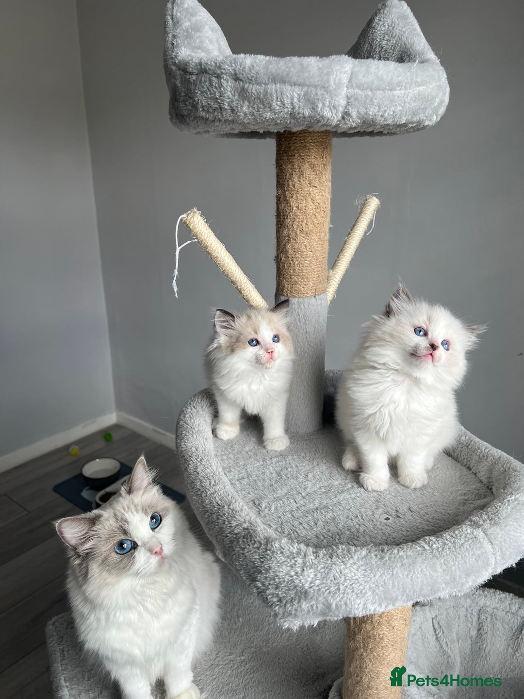 Ragdoll cats for sale: Registered Ragdoll kittens for sale - Image 12