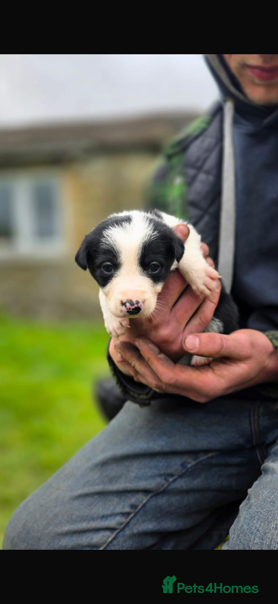 Border Collie dogs Tri coloured border collie pups  - Advert 2