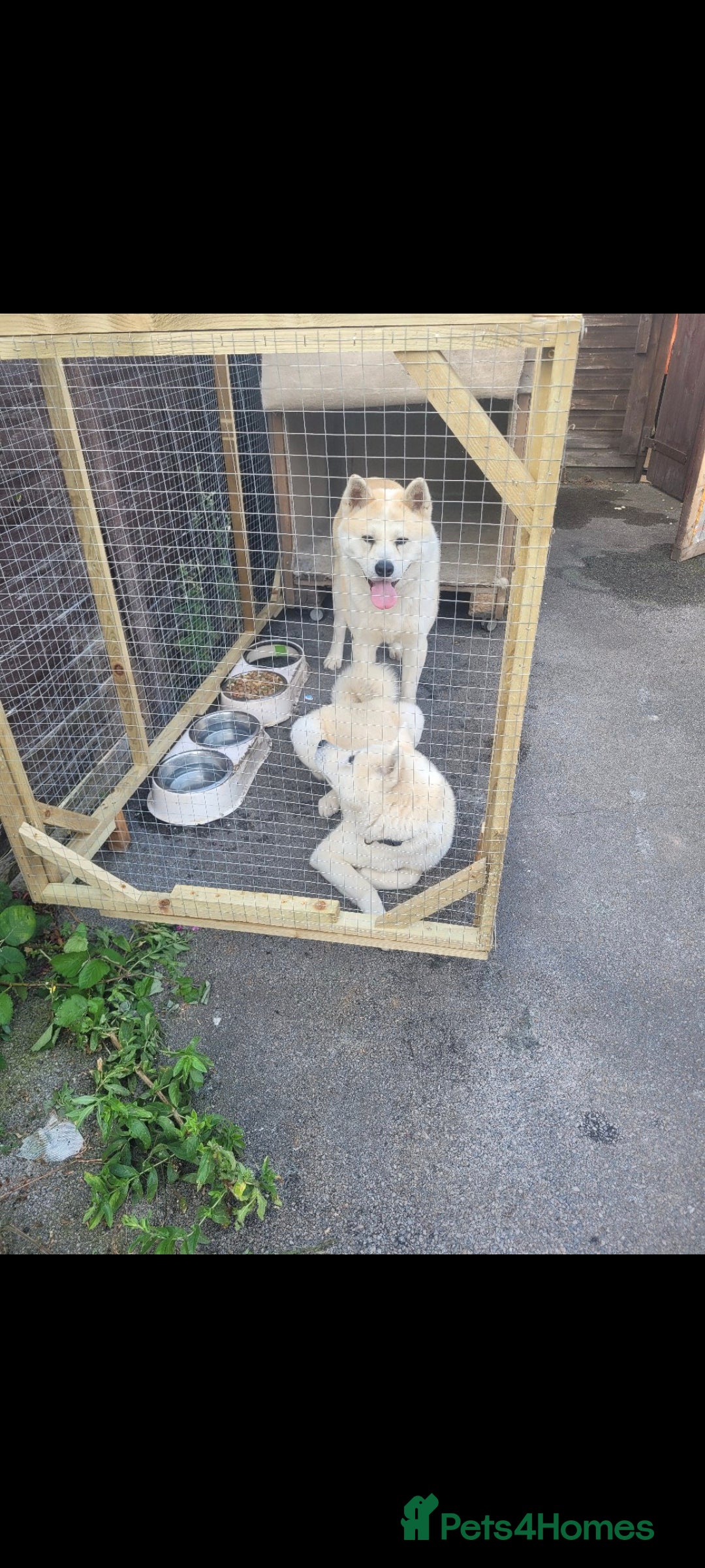 Akita dogs for sale: Rehoming two dogs – Akita Inu & Akita Shiba - Advert 10