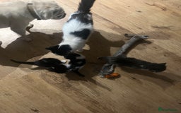 Mixed Breed cats for sale: Gorgeous family kittens nearly ready for new homes - Image 10