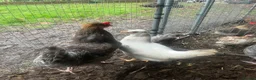 Chickens poultry for sale: Various breeds of chickens for sale  - Advert 2