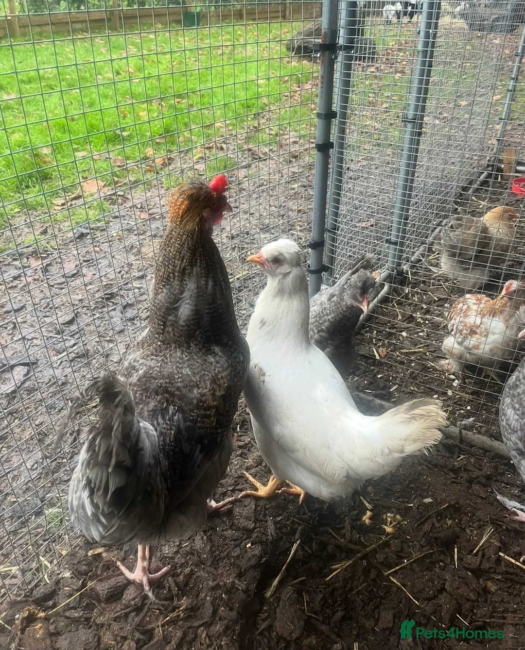 Chickens poultry for sale: Various breeds of chickens for sale  - Advert 2