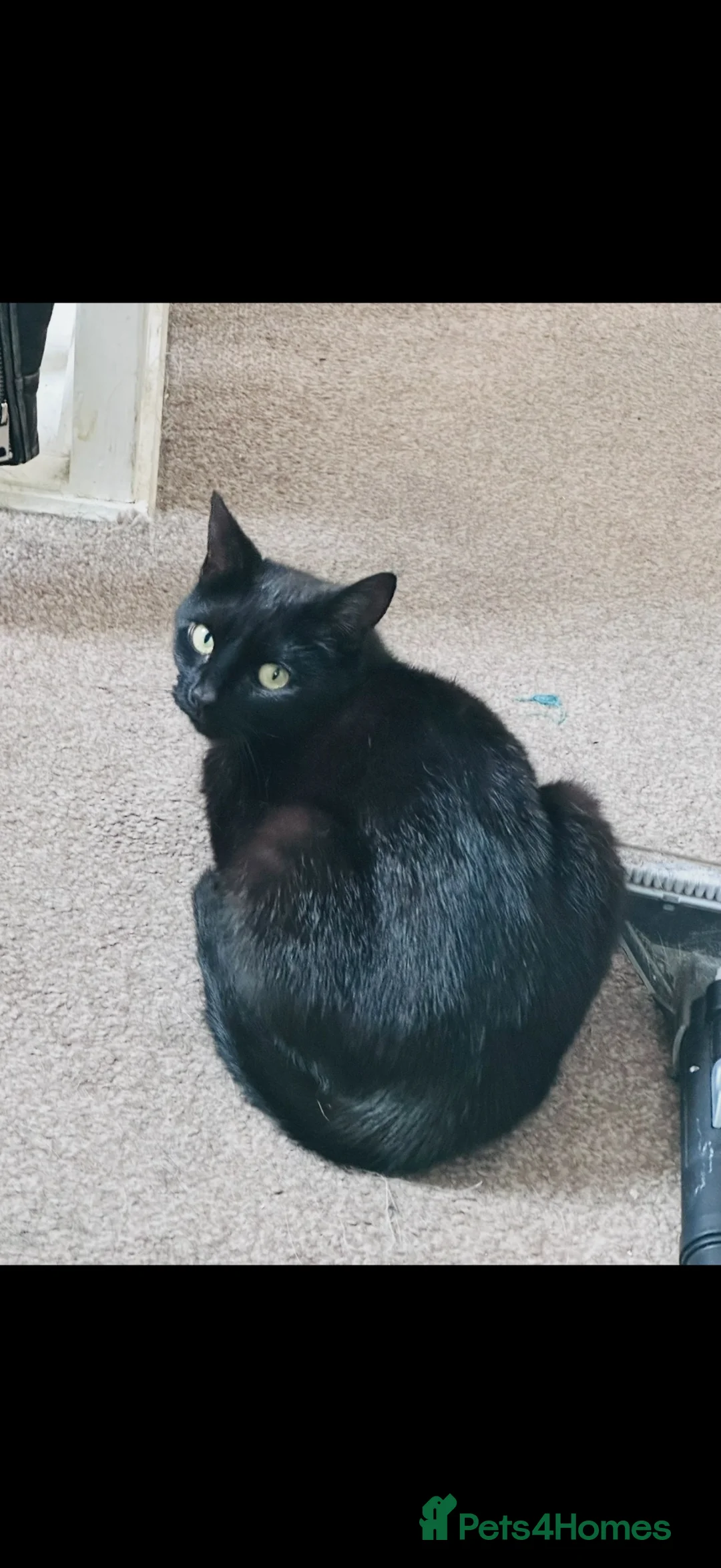 Mixed Breed cats for sale: Adult. Female cat  - Advert 1