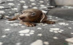 Miniature Dachshund dogs for sale: Miniature Dachshund Puppies  - Image 6