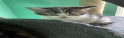 Domestic Shorthair cats for sale: Female Kittens Looking for Their Forever Homes - Advert 5
