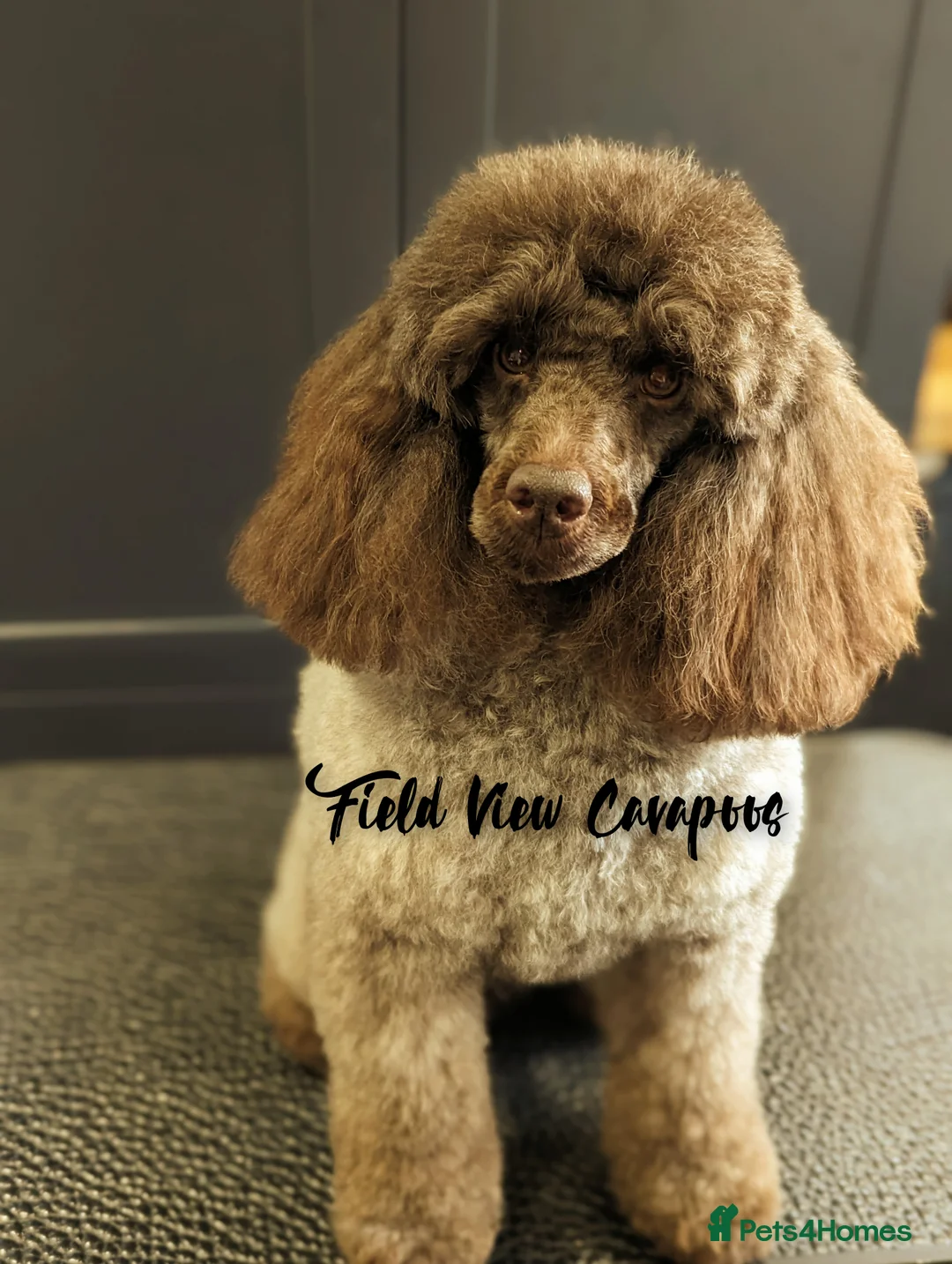 Miniature Poodle dogs for stud: Imported Brown Miniature Poodle & Cavalier Studs in Sutton Coldfield - Advert 26