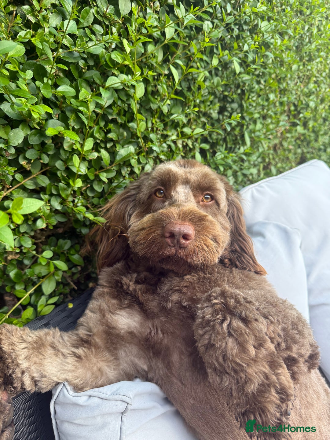 Cockapoo dogs for stud: F2 cockapoo Hugo for stud - Image 3
