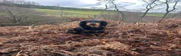 Cocker Spaniel dogs for sale: Working KC Registered Cocker Spaniel pups  - Advert 16