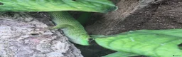 Gecko reptiles for sale: Phelsuma grandis gecko  in Southampton - Advert 7