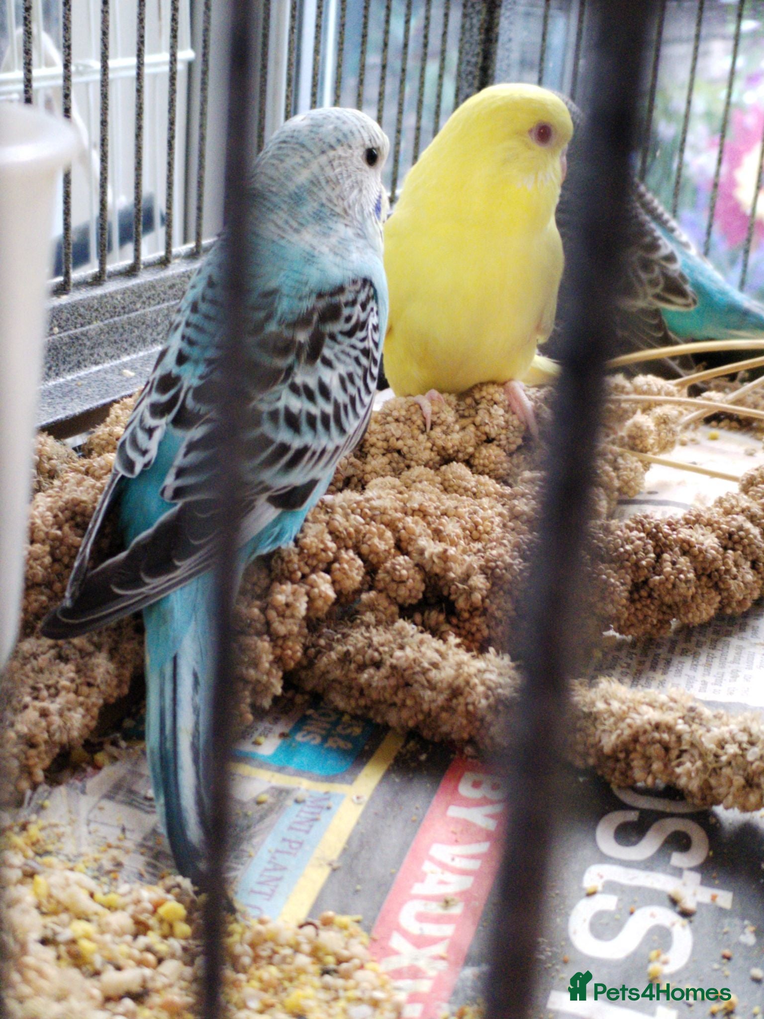 Budgerigars birds Beautiful baby budgies  - Advert 1