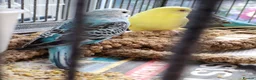 Budgerigars birds for sale: Beautiful baby budgies  - Advert 1