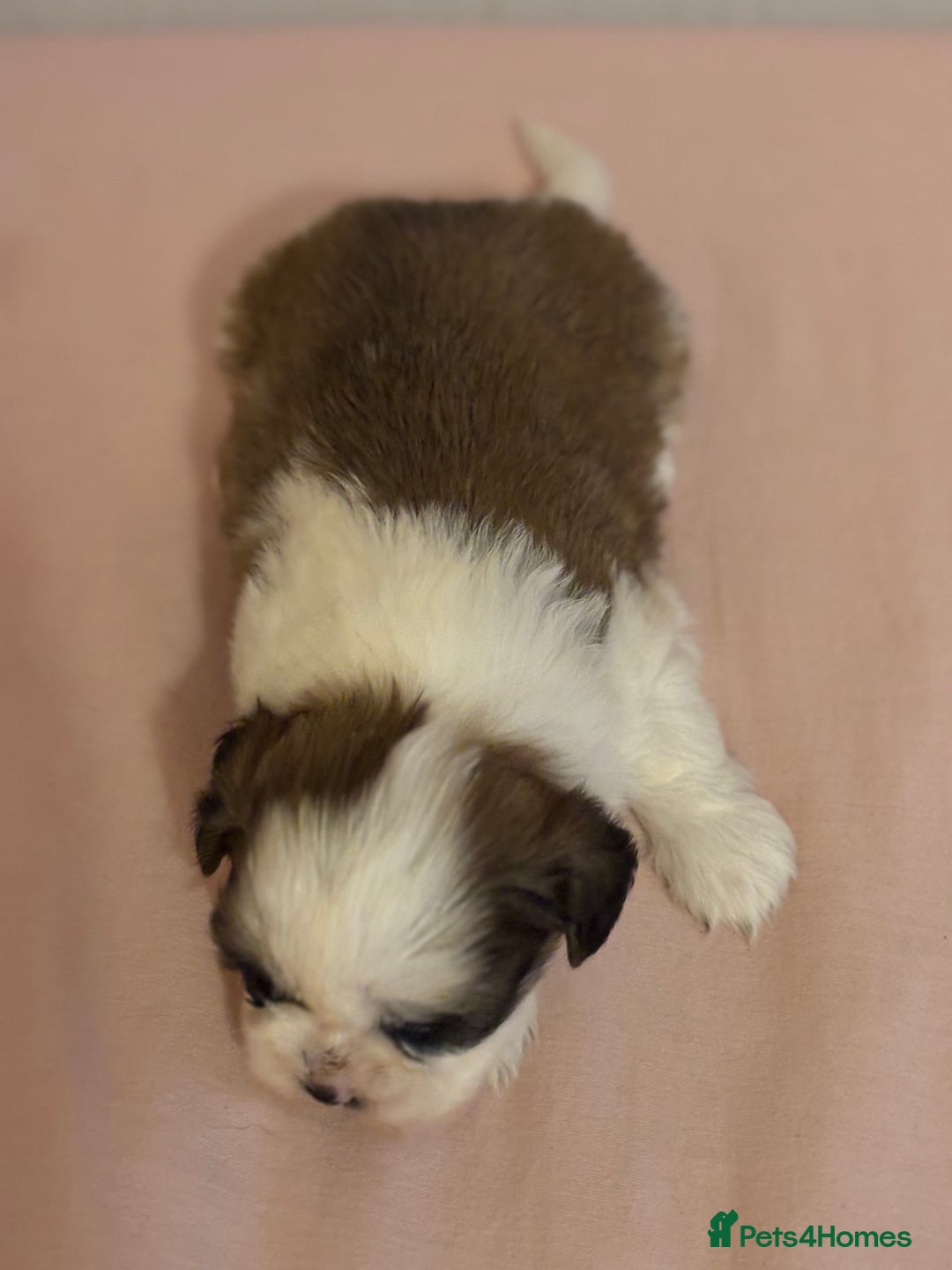 Shih Tzu dogs for sale: Shih Tzu puppies - Advert 7