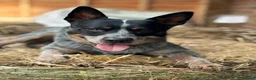 Australian Cattle Dog dogs for sale: Australian Cattle Dog Puppies For Sale - Advert 4