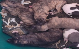 Whippet dogs for sale: Five Star KC Whippet Puppies - Image 14