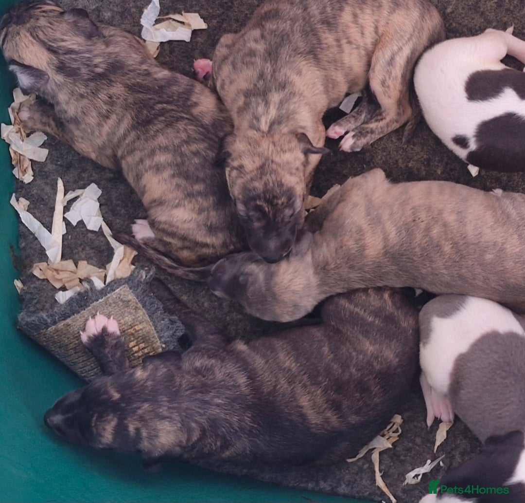 Whippet dogs for sale: Five Star KC Whippet Puppies - Image 14