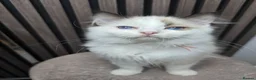 Ragdoll cats for sale: TICA Registered Pedigree Ragdoll Kittens  - Advert 12