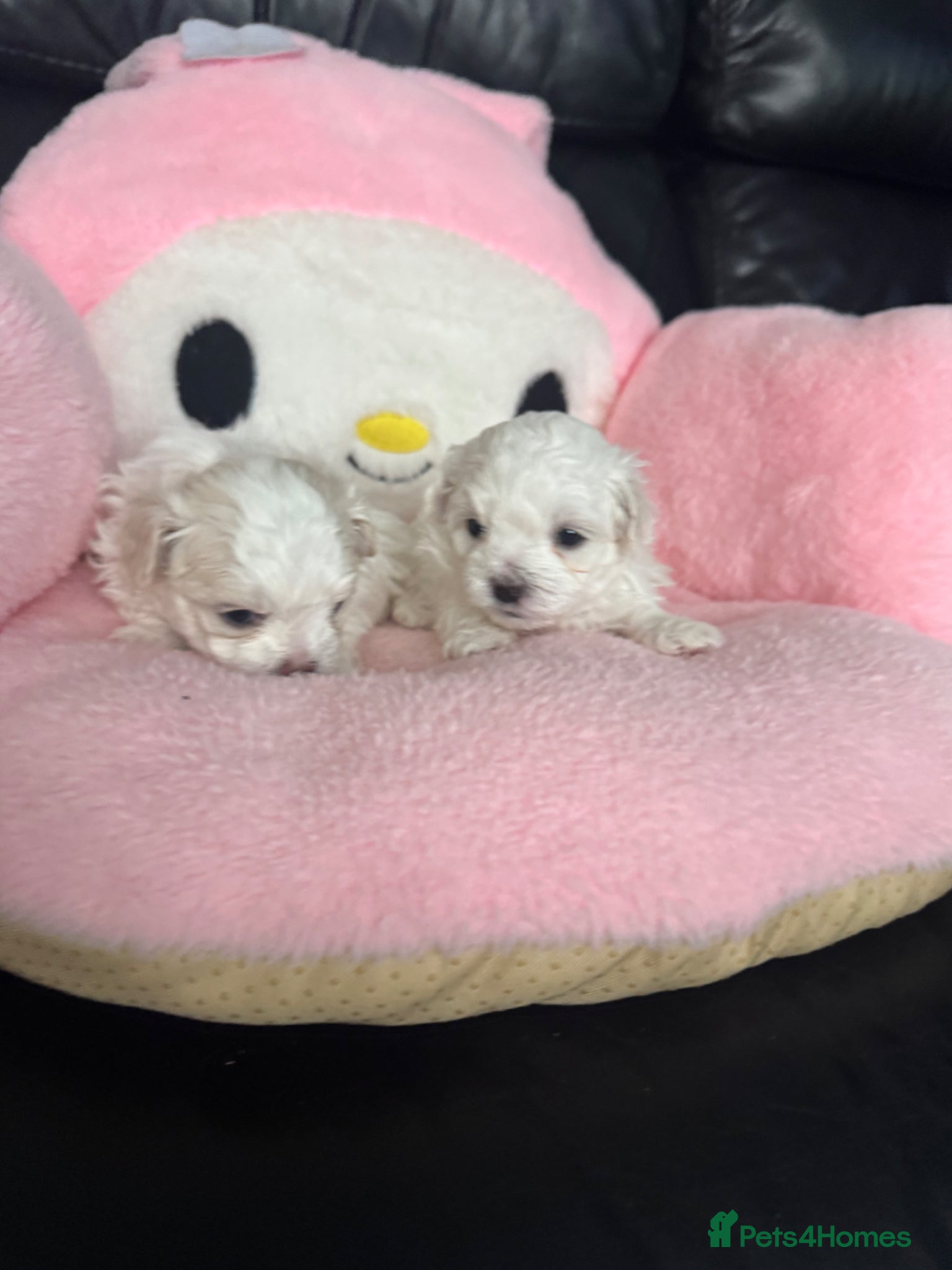 Maltese dogs 😍Tiny gorgeous Maltese puppies🥰  - Advert 7