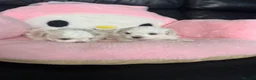 Maltese dogs for sale: 😍Tiny gorgeous Maltese puppies🥰  - Advert 3