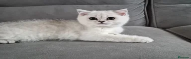 British Shorthair 1