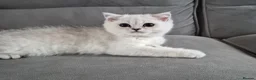 British Shorthair cats for sale: Beautiful registered boy ( Ready ) - Advert 13