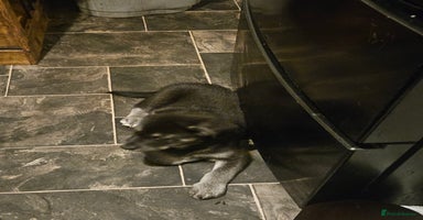 Mixed Breed dogs German sheperd x lab  - Advert 7