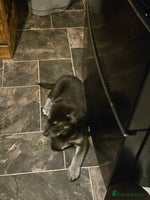 Mixed Breed dogs German sheperd x lab - Advert 7