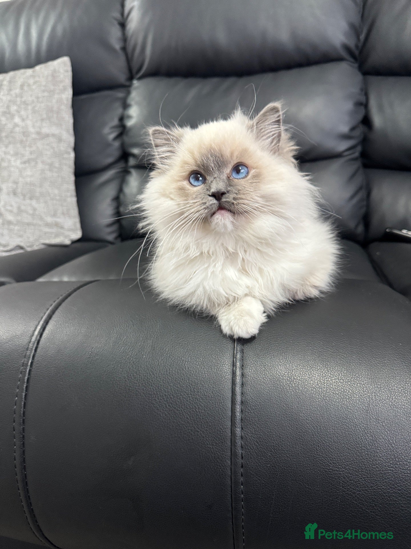 Ragdoll cats Male blue point mitted ragdoll kitten 10 weeks old - Advert 4