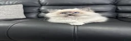 Ragdoll cats for sale: Male blue point mitted ragdoll kitten 10 weeks old - Advert 1