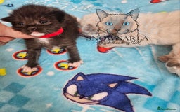 Ragdoll cats for sale: 5 Tica Boys Chocolate Point, Black Solid Mit,Blue  - Image 5