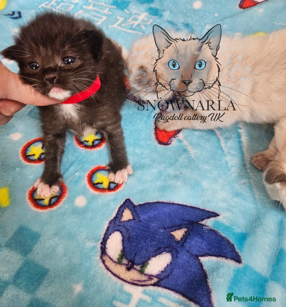 Ragdoll cats for sale: 5 Tica Boys Chocolate Point, Black Solid Mit,Blue  - Image 5