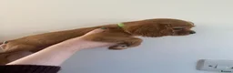Cavalier King Charles Spaniel dogs for sale: Cavalier King Charles Spaniel Puppies - Advert 18