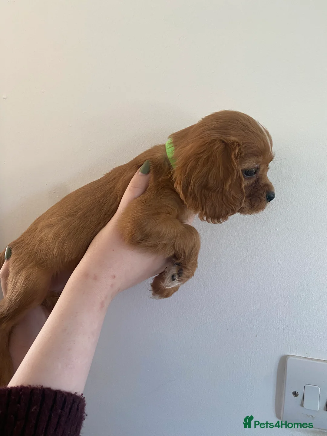 Cavalier King Charles Spaniel dogs for sale: Cavalier King Charles Spaniel Puppies - Advert 18