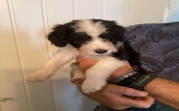 Mixed Breed dogs for sale: Cockerpoo x bordercollie puppies - Image 4