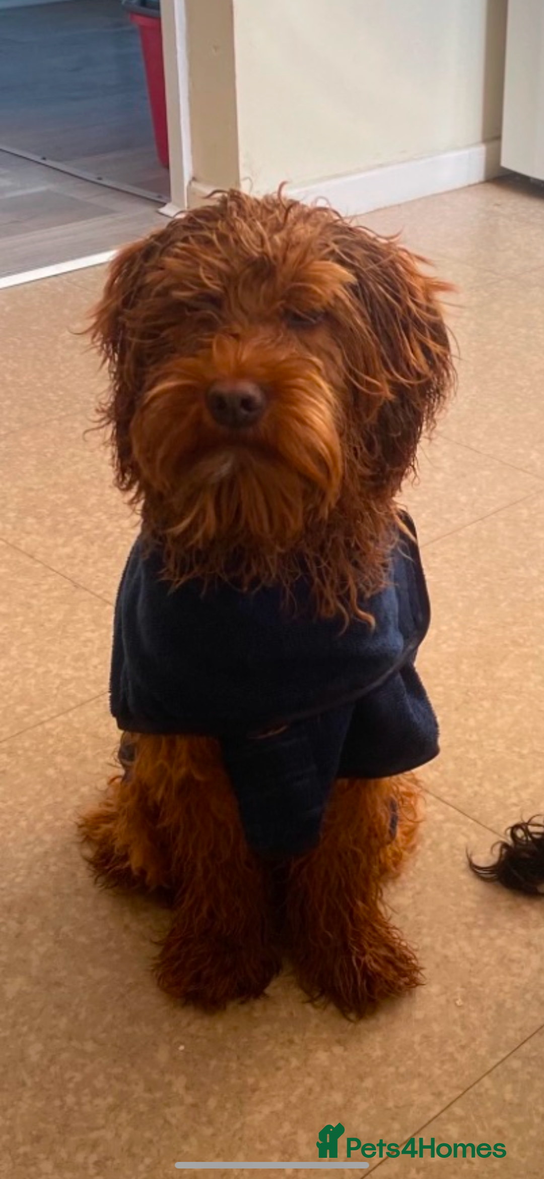 Cockapoo dogs for sale: Ginger cockapoo male - Advert 2