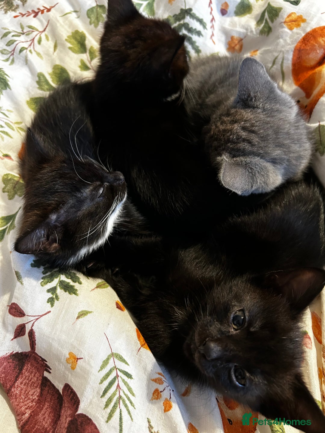 British Shorthair cats for sale: Mother of 2 Kittens Available to buy - Advert 13