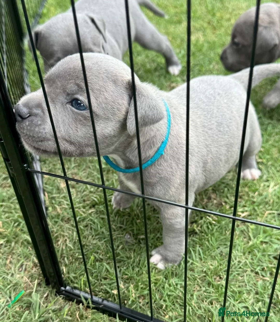 Staffordshire Bull Terrier dogs for sale: ✨ Staffy Bull Terrier Puppies DNA Clear, Healthy ✨ - Image 6