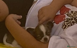Chihuahua dogs for sale: 2 chihuahua boys left  - Image 13