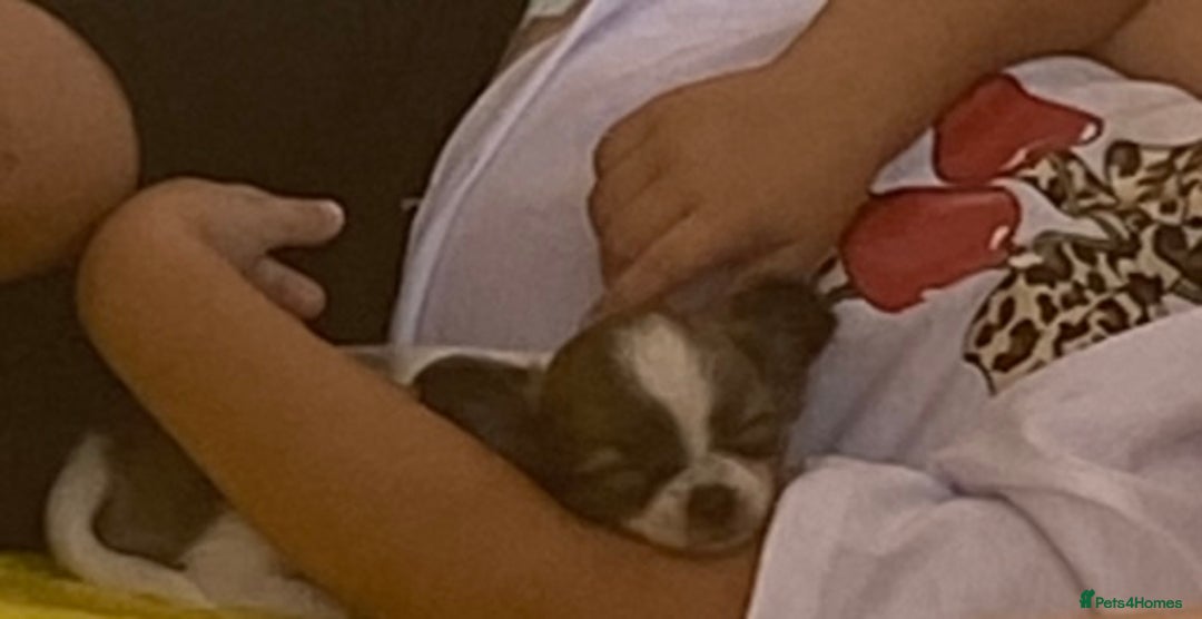 Chihuahua dogs for sale: 2 chihuahua boys left  - Image 13