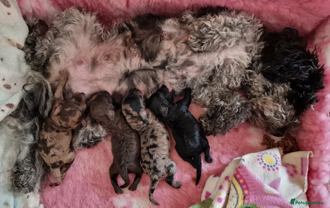 Toy Poodle dogs for sale: Superb Merle Toy Poodles - Advert 2