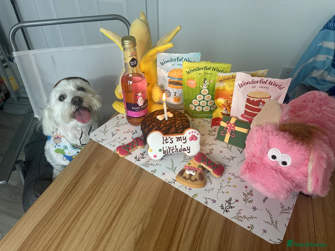 Maltese dogs for sale: Maltese Boy for Sale (4 years old) - Advert 1