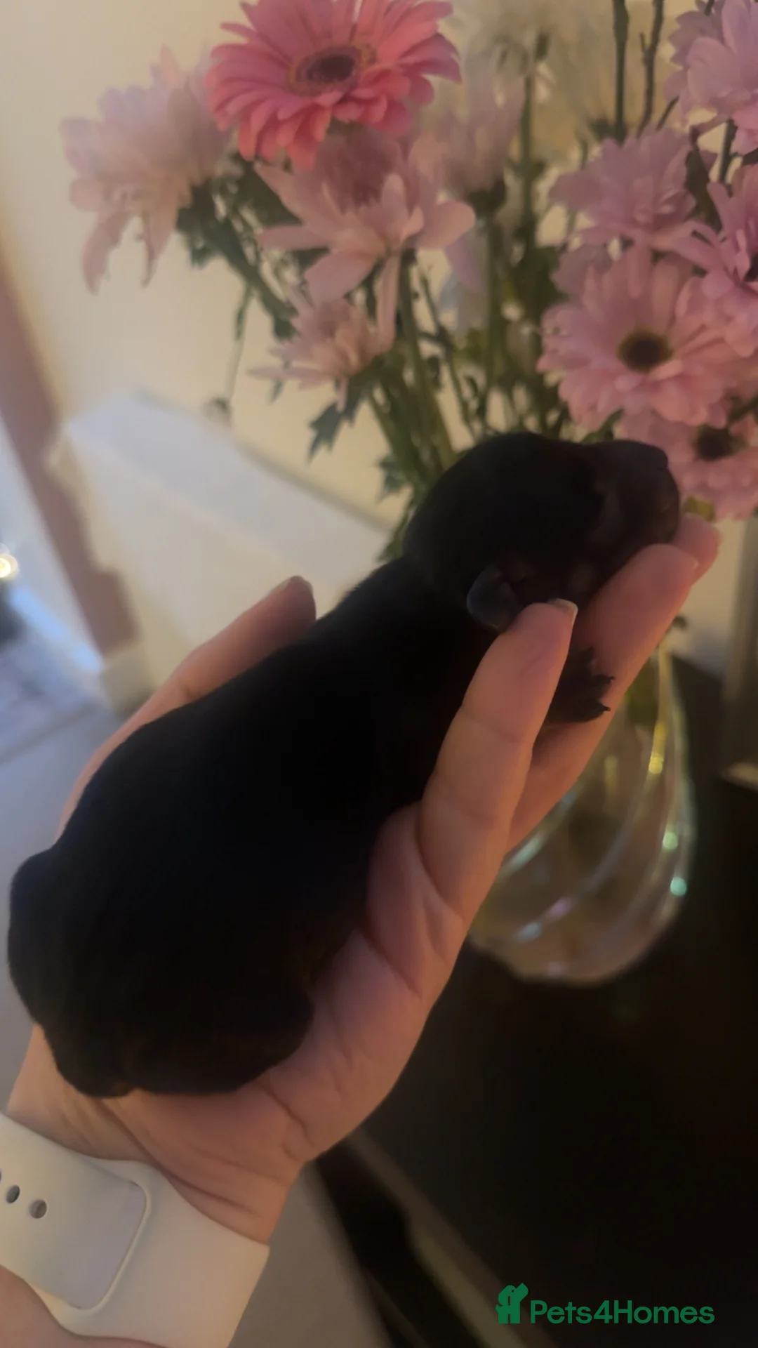 Miniature Dachshund dogs for sale: Lovely litter of 5 Miniature Dachshunds  - Advert 37