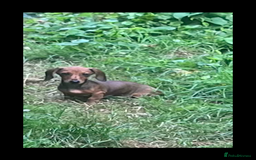 Dachshund dogs for sale: Beautiful, little mini dachshunds - Image 1