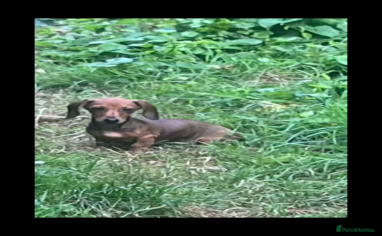 Dachshund dogs - Advert 11