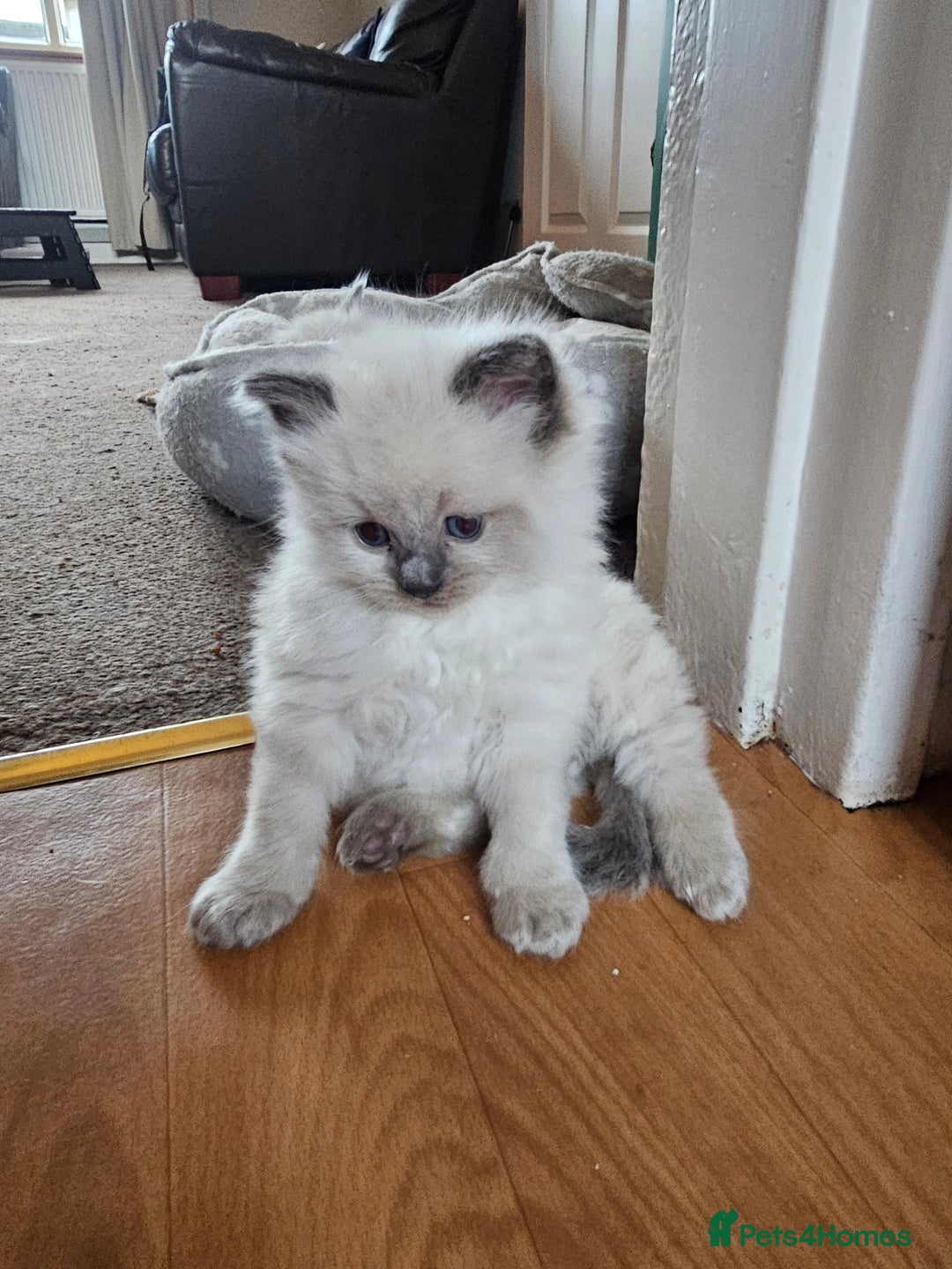 Ragdoll cats for sale: Ragdoll kittens 100% pure - Advert 10