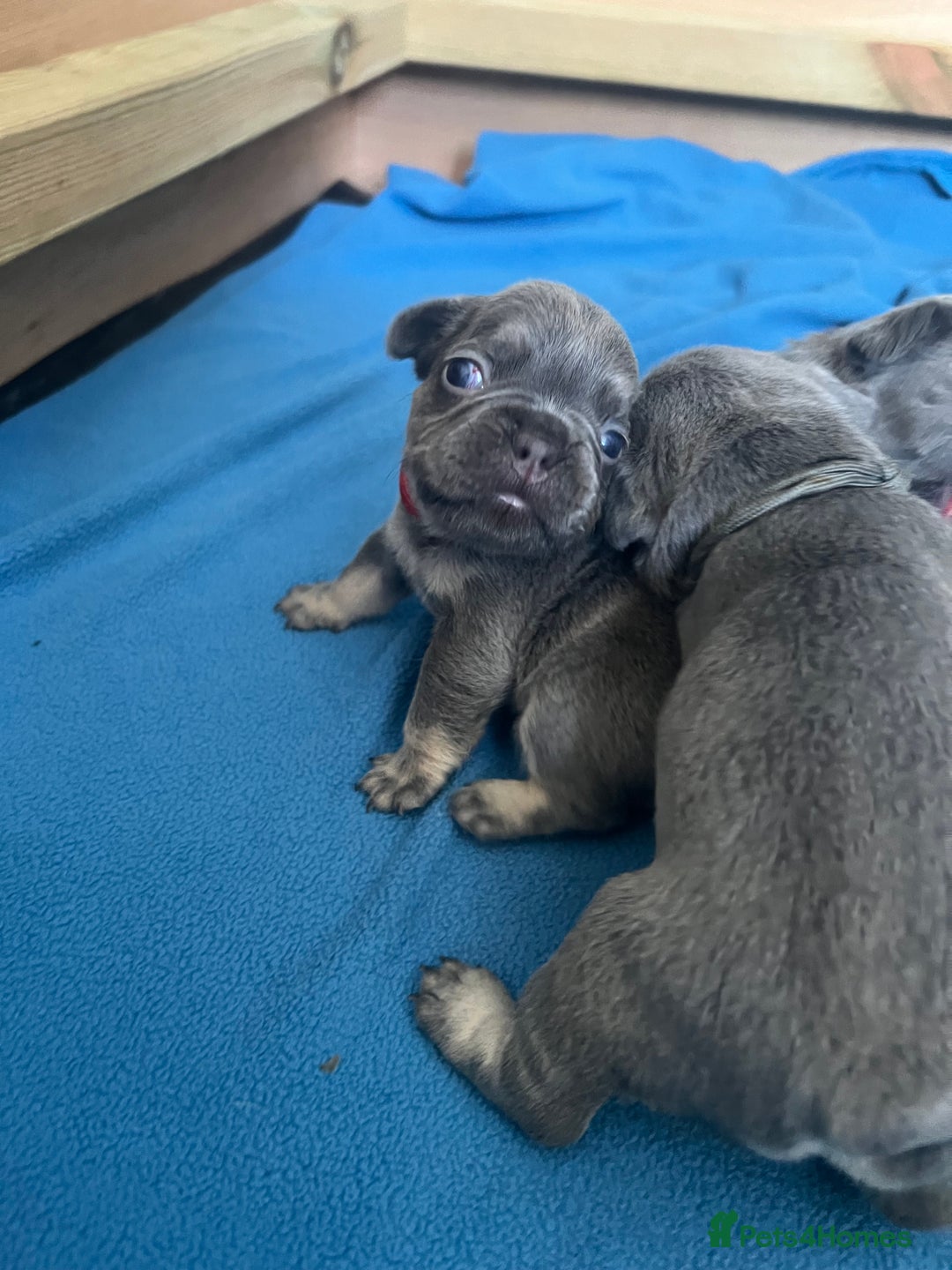 French Bulldog dogs for sale: Fluffy French bulldog pups  - Image 6