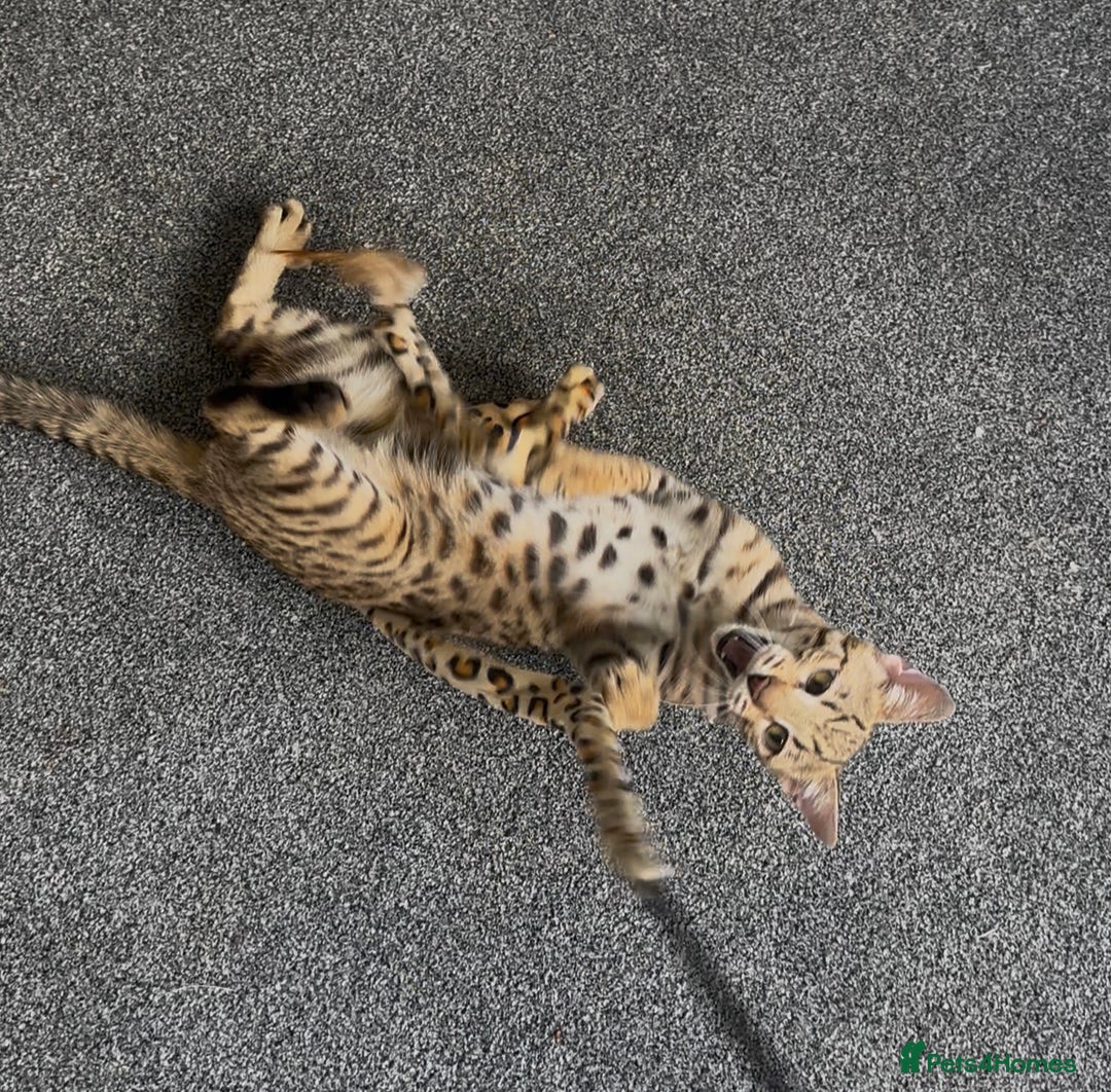 Bengal cats for sale: Intensively socialised bengal kittens - lap cats! in Scunthorpe - Image 17