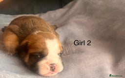 English Bulldog dogs for sale: Kc reg English bulldog puppies 🏴󠁧󠁢󠁥󠁮󠁧󠁿 - Image 17