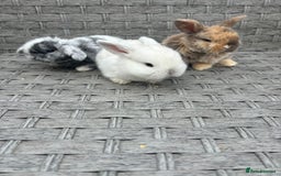 Mini Lop rabbits for sale: 3 beautiful baby rabbits  - Image 4